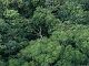 Forest canopy in Costa Rica.